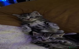 Mixed Breed cats for sale: 5 cute kittens for sale.  - Image 23