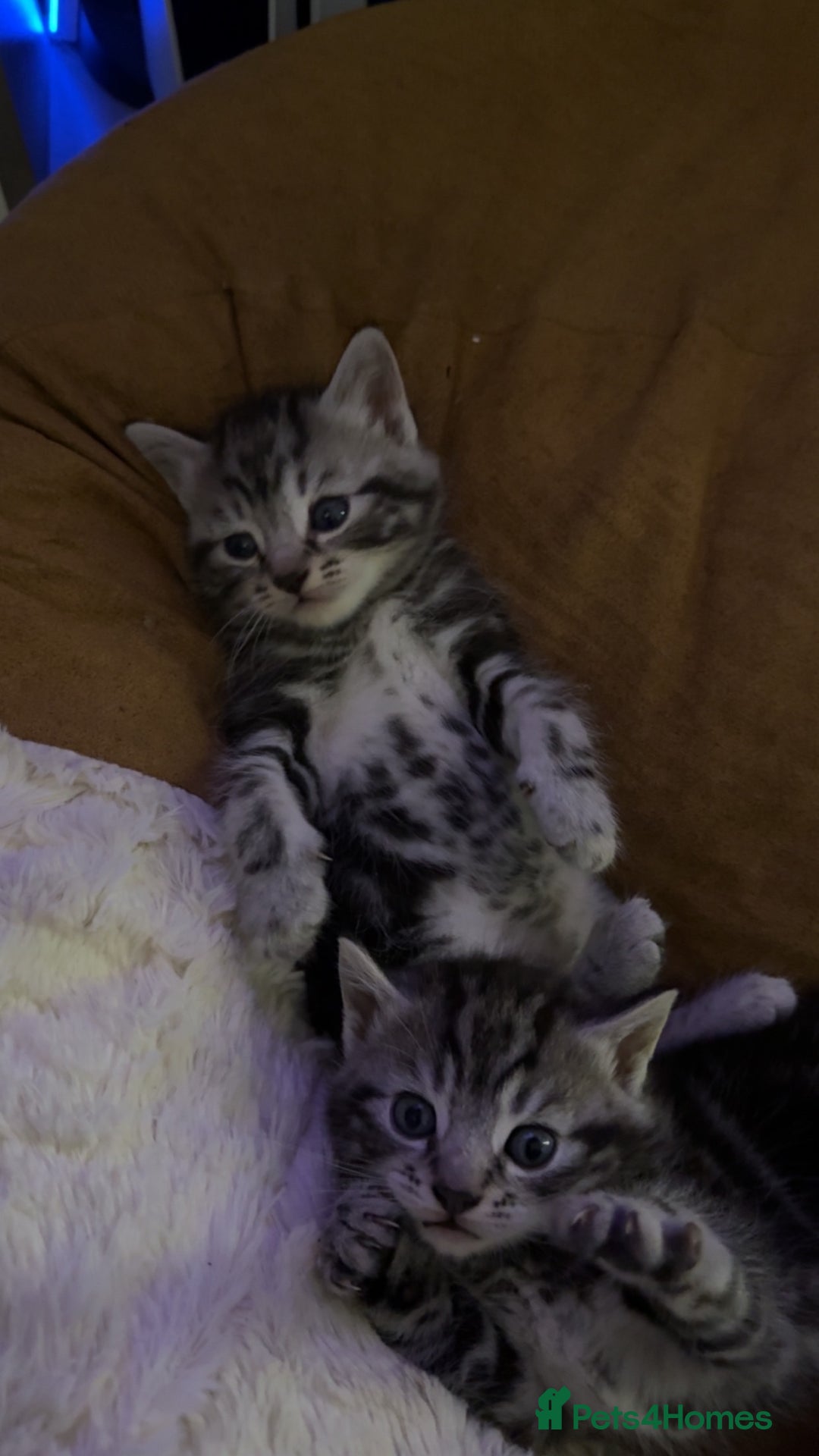 Mixed Breed cats for sale: 5 cute kittens for sale.  - Image 23