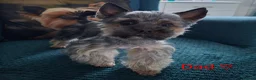 Yorkshire Terrier dogs for sale: 🐾 LAST YORKSHIRE TERRIER BOY AVAILABLE 🐾 - Advert 9