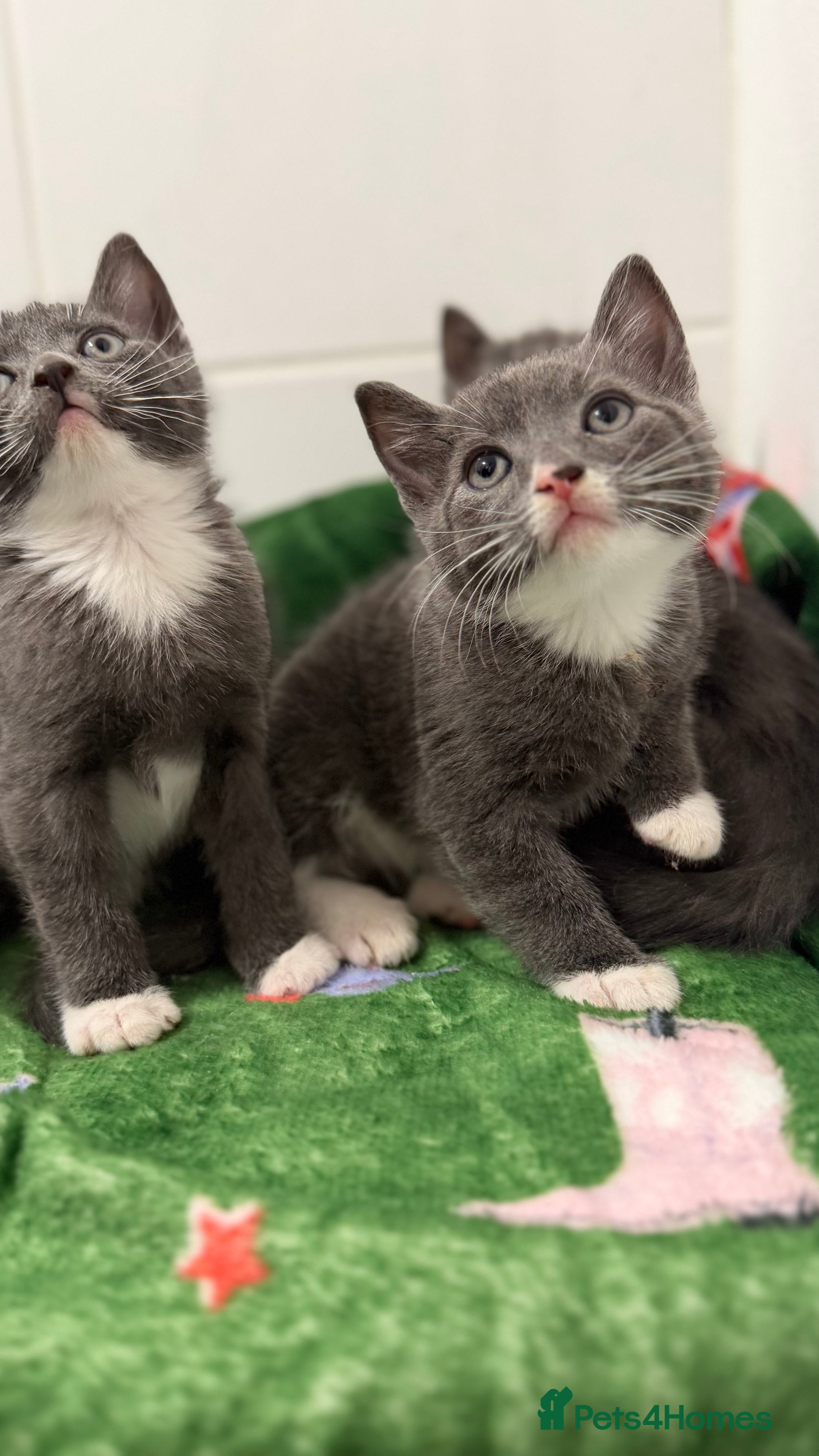 Mixed Breed cats Britishshort hair cross (last male) - Advert 1