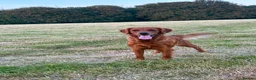 Golden Retriever dogs for sale:  Beautiful red golden retrievers 2 girls  2 boys - Advert 31