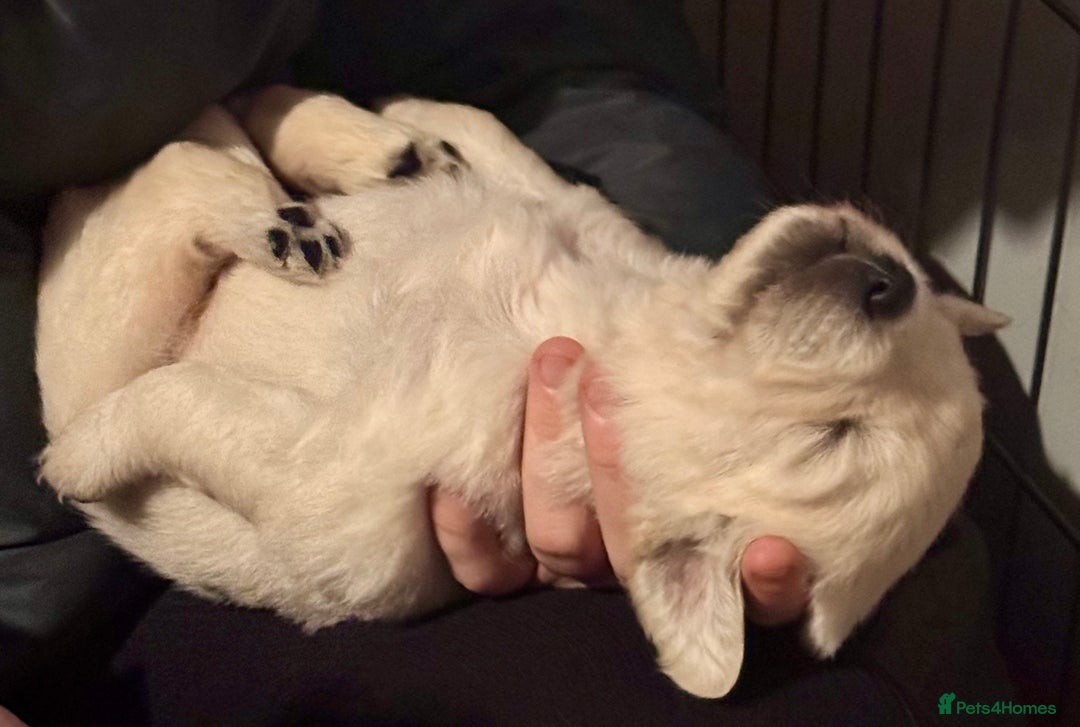 Golden Retriever dogs for sale: Stunning pale Golden Retriever puppies  - Advert 5