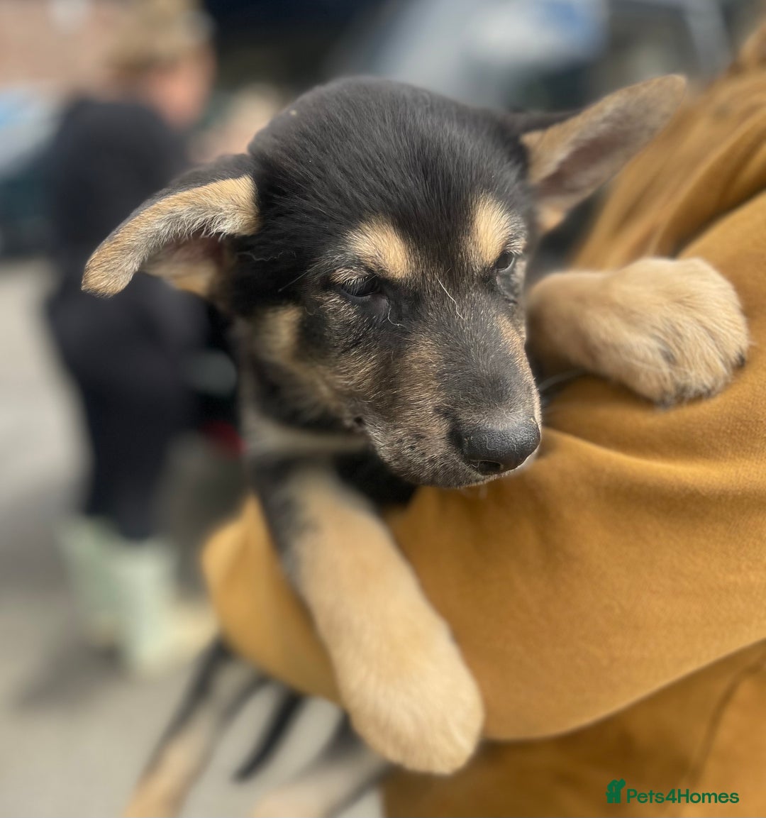 Mixed Breed dogs for sale: German Shepherd cross Malamute Puppies Ready Now  - Image 13