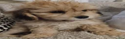 Cavachon dogs for sale: Four beautiful Cavachon Puppies  - Advert 5