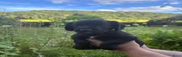 Sprocker dogs for sale: Working sprocker spaniel - Advert 5