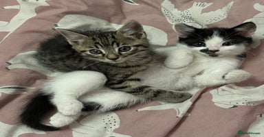 Mixed Breed cats - Advert 13