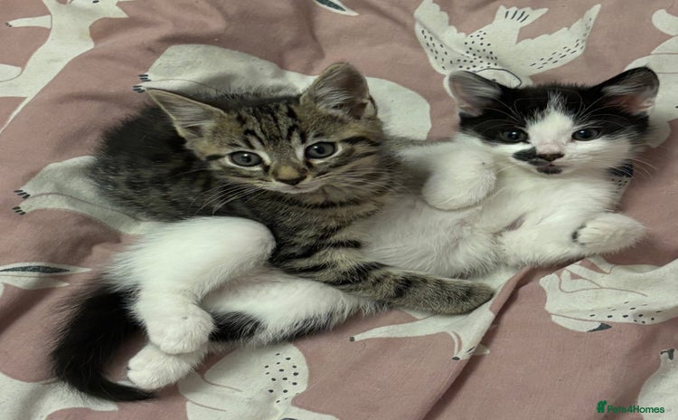 Mixed Breed cats - Advert 2