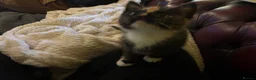 Ragdoll cats for sale: 🐾 Gorgeous Ragdoll Cross Kittens🐾 - Advert 5