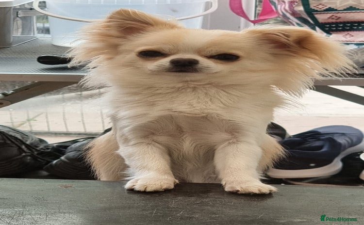 Chihuahua dogs - Advert 3