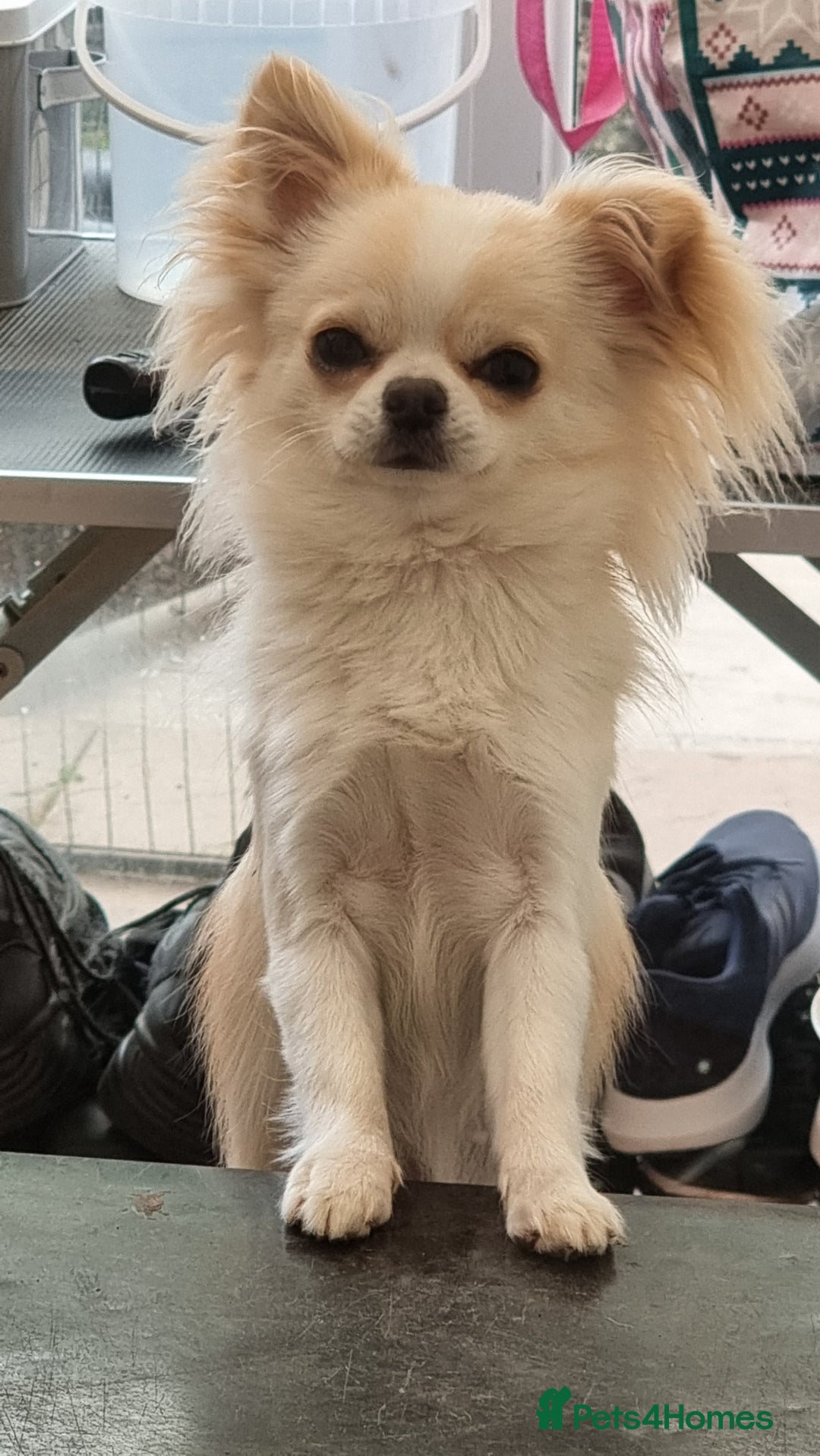 Chihuahua dogs for sale: Cream Chihuahua and pomeranian for sale - Image 6