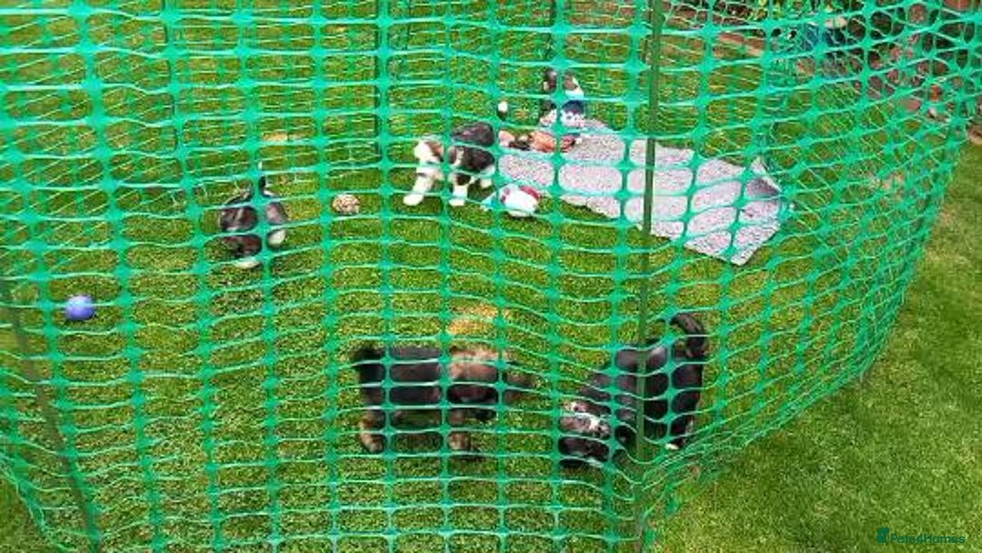 Chinese Crested dogs for sale: 3 Chinese Crested Powder Puff boys - Image 10