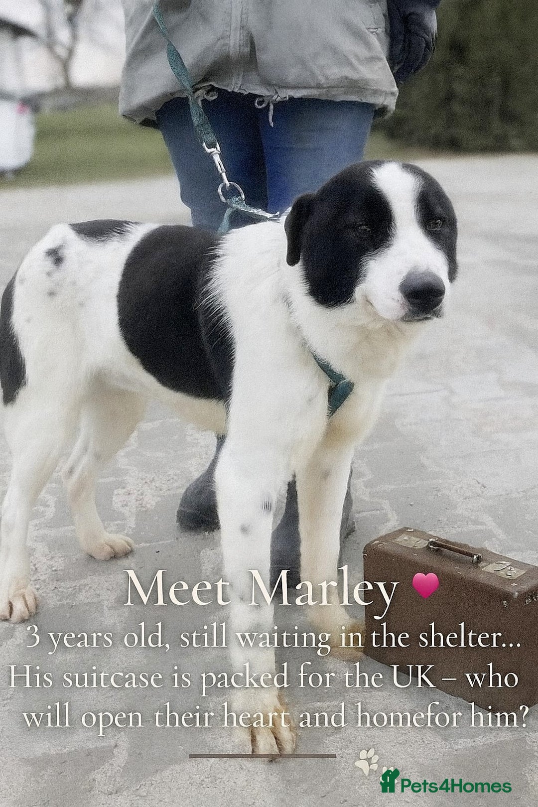 Mixed Breed dogs for adoption: 🐾💔 Two souls urgently in need for home 💔🐾 - Advert 9