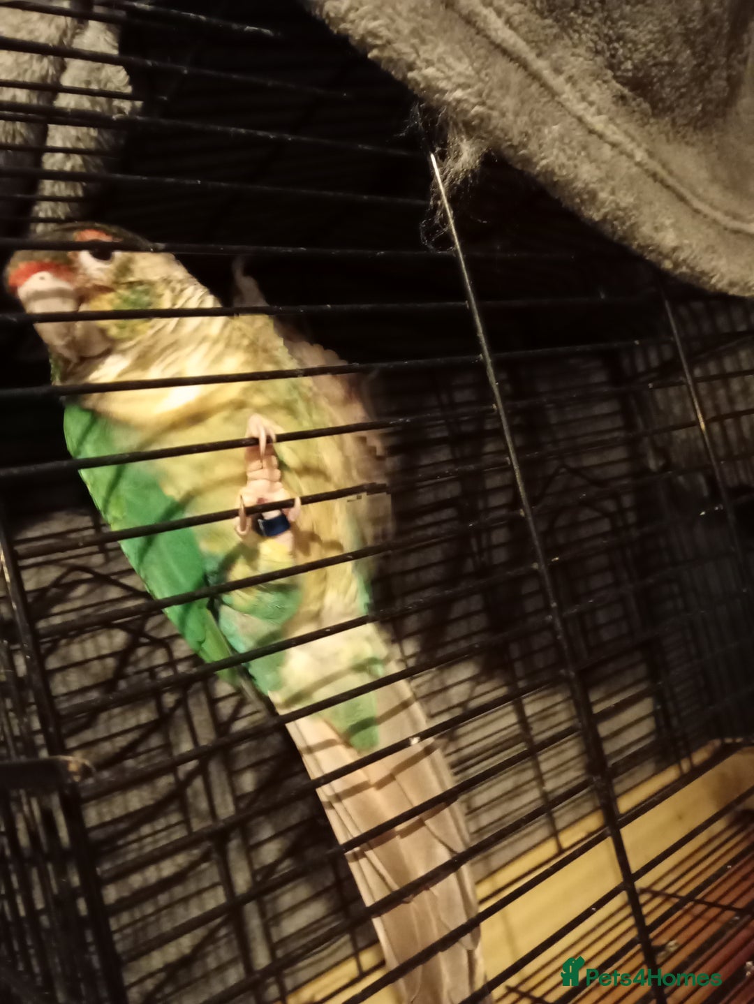Conures birds for sale: conure for sale - Advert 4