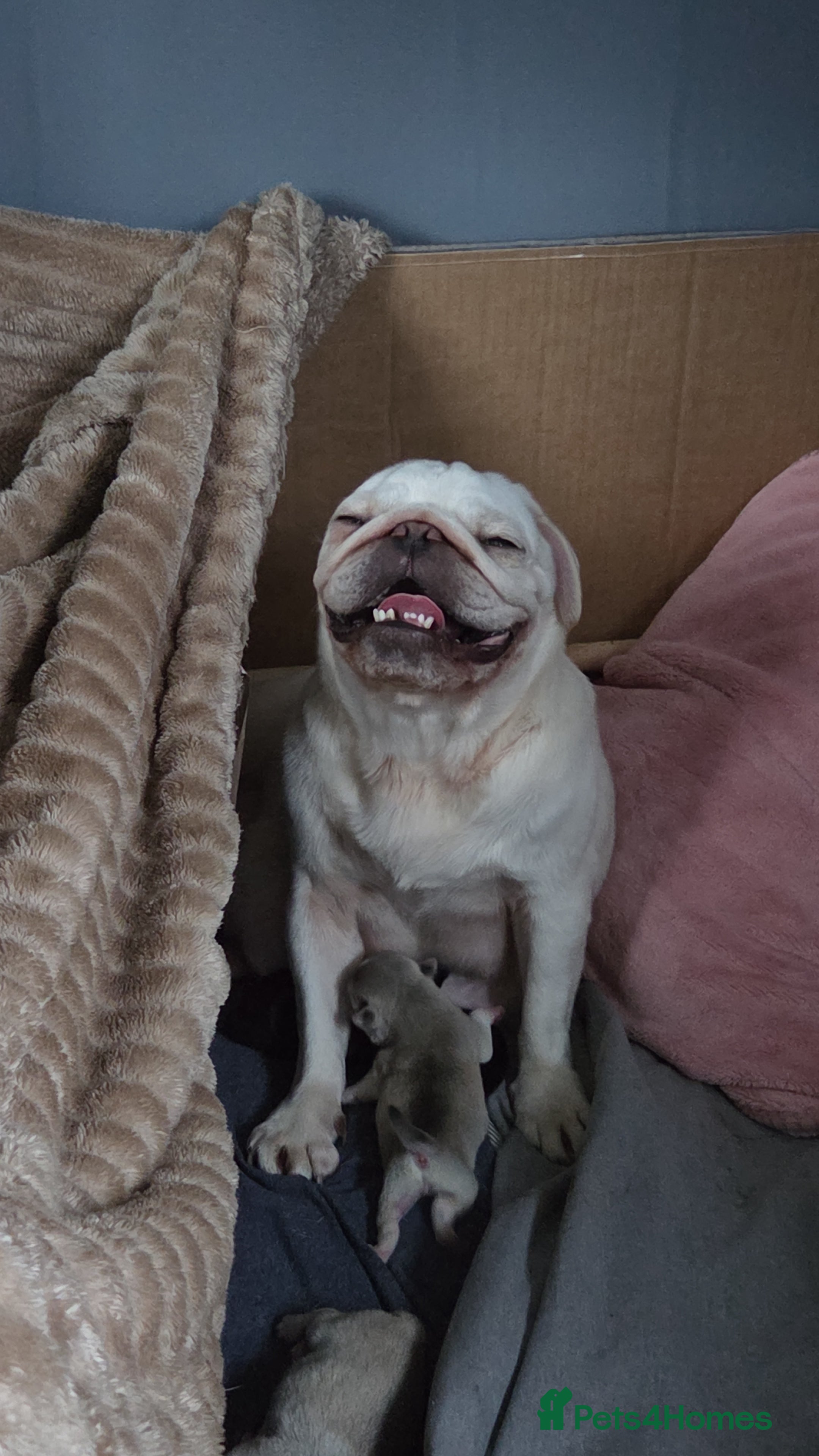 Pug dogs Stunning rare silver platinum panda purebreed pugs - Advert 1