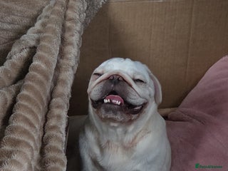 Pug dogs Stunning rare silver platinum panda purebreed pugs - Advert 1