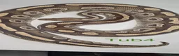 Python Snake reptiles for sale: Adult ball python's  - Advert 6
