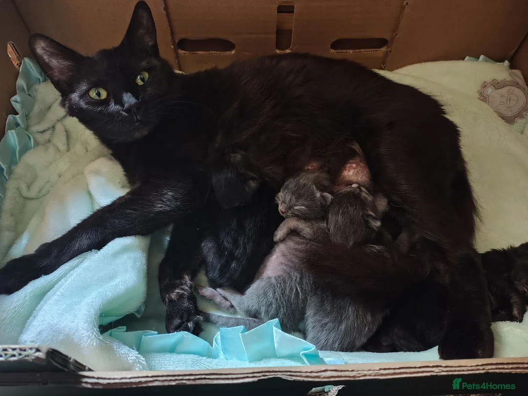 Mixed Breed cats for sale: 4 Fluffy domestic longhair kittens in Maidenhead - Advert 15
