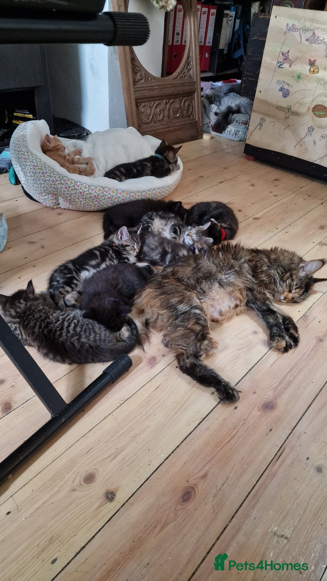 Maine Coon cats for sale: 3 maincoone x kittens - Image 9