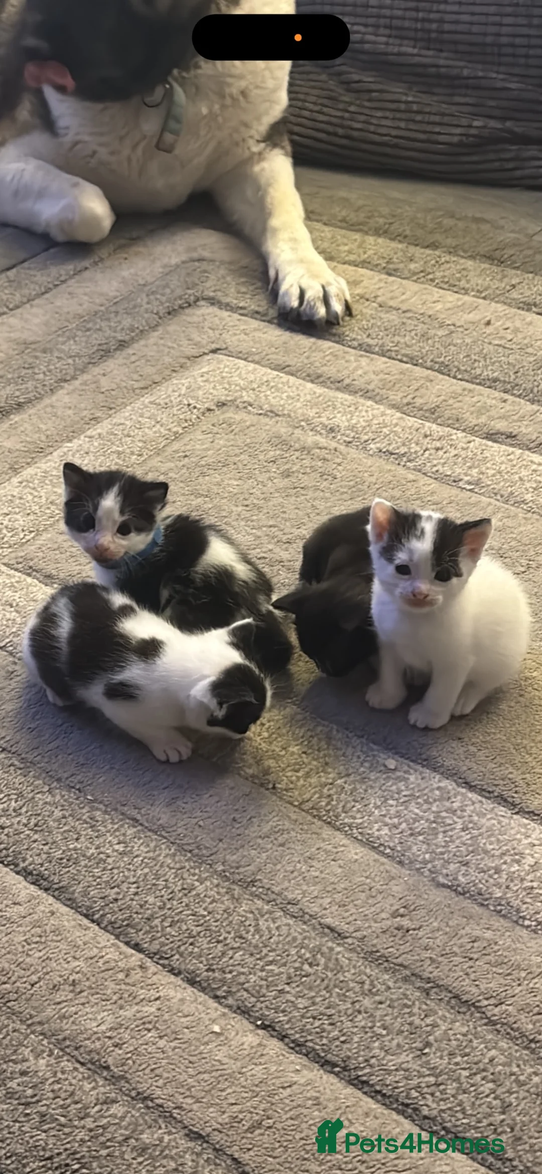 Mixed Breed cats for sale: Beautiful kittens  in Manchester - Advert 7