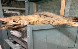 Maine Coon cats for sale: 2 Maine Coon Boys Ready To Go! - Image 15