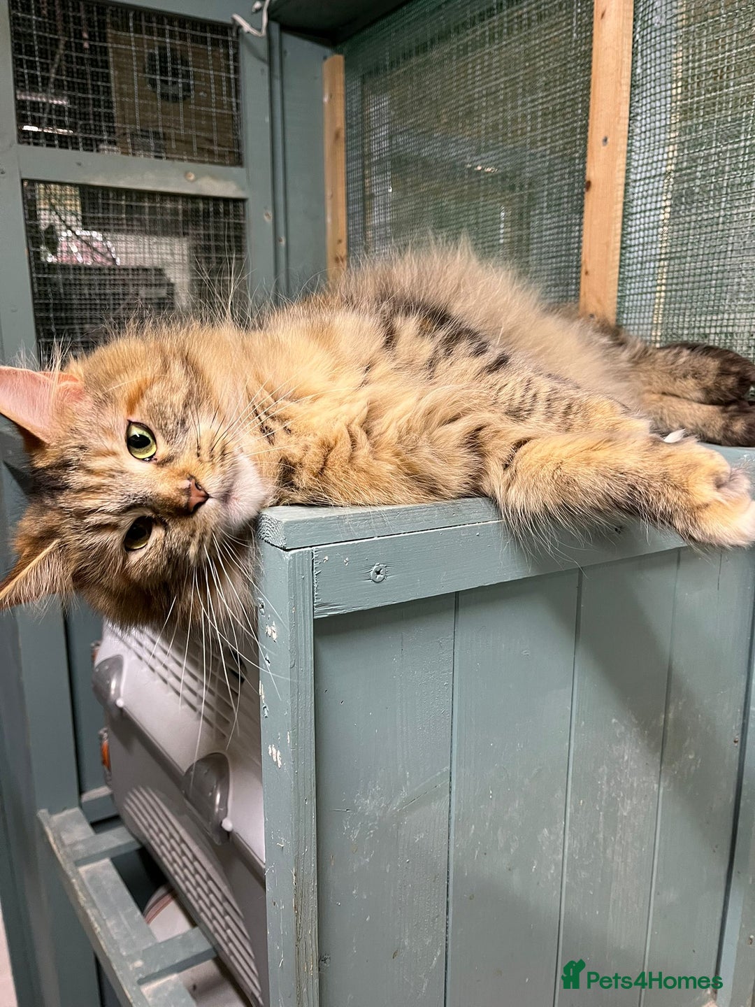 Maine Coon cats for sale: 2 Maine Coon Boys Ready To Go! - Image 15