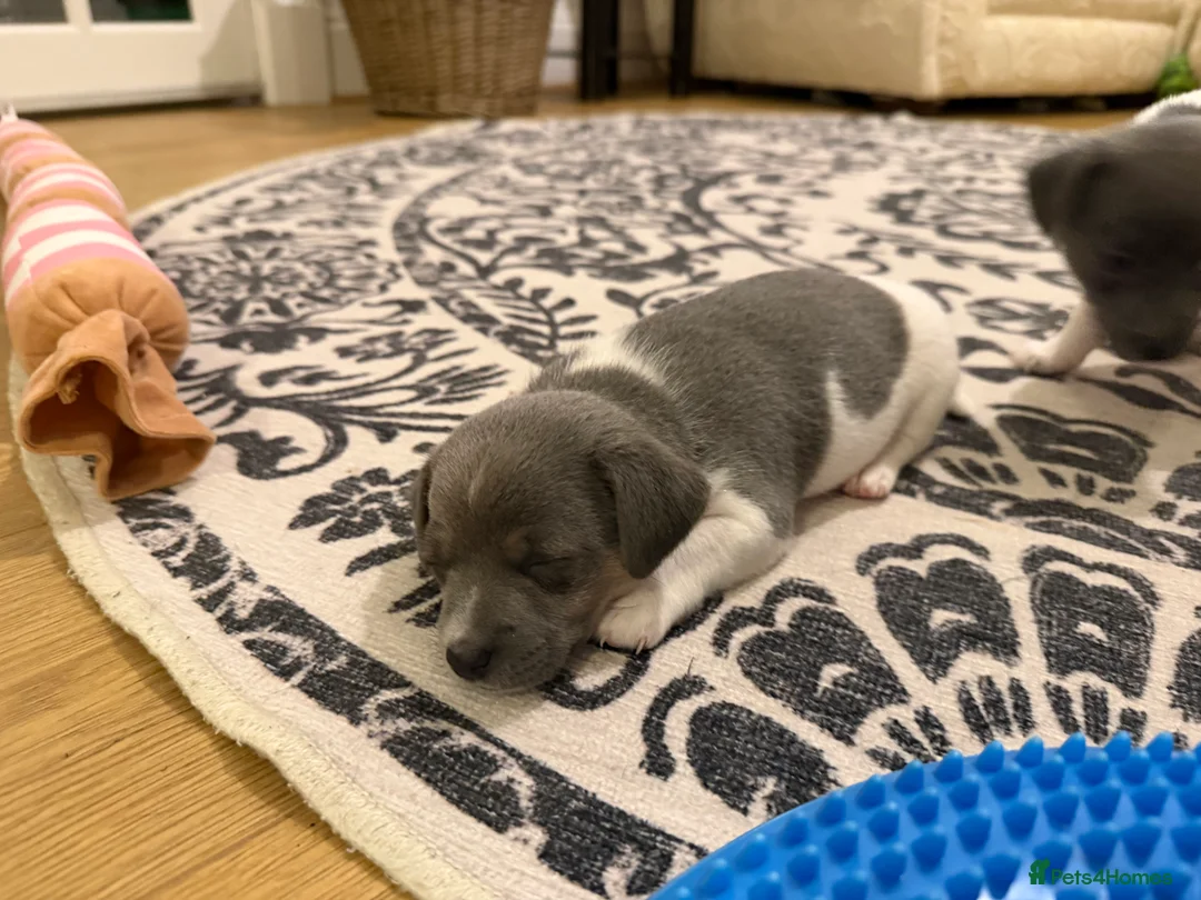Jack Russell dogs for sale: Stunning blue and blue tri JRT pups - Advert 23