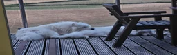 Samoyed dogs for sale: Samoyed puppies - Advert 12