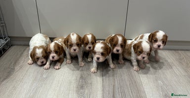 Cavalier King Charles Spaniel dogs - Advert 10