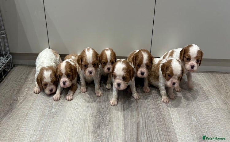 Cavalier King Charles Spaniel dogs - Advert 13