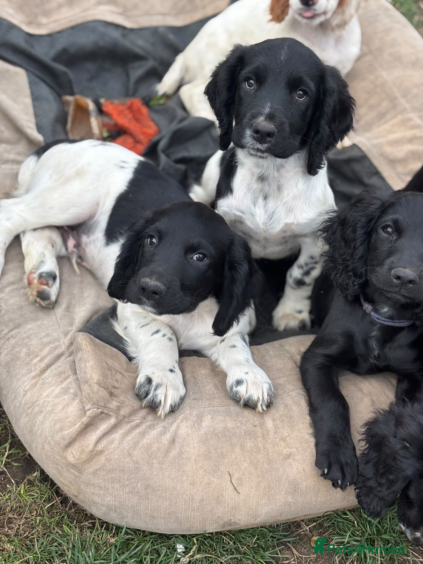 English Springer Spaniel dogs KC health tested springer pups  - Advert 2