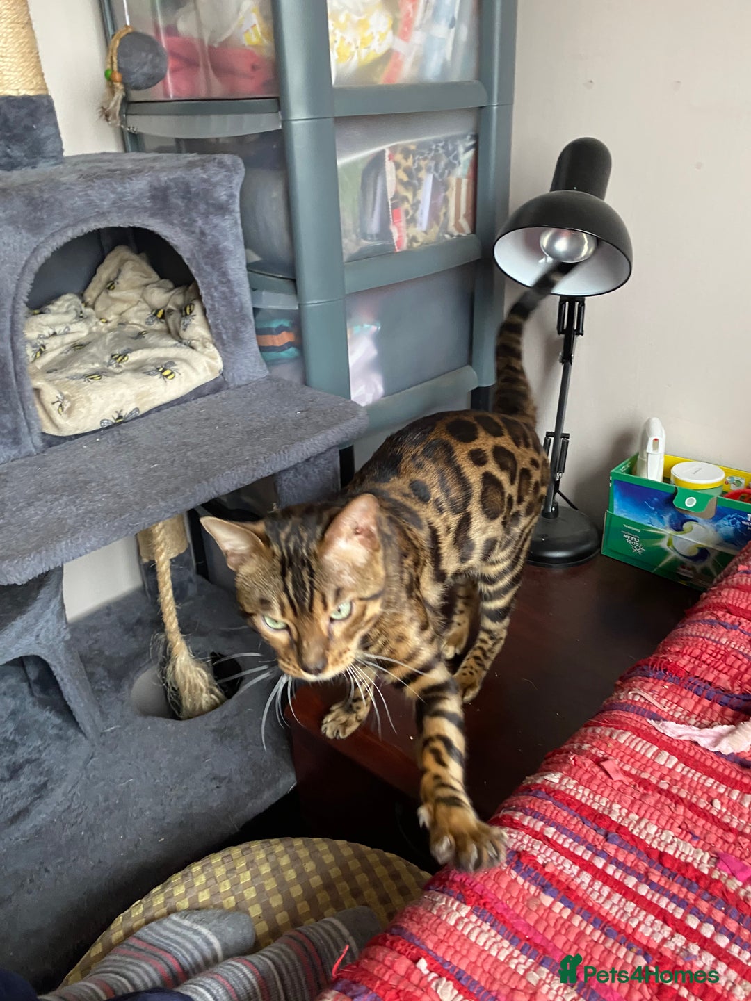 Bengal cats for sale: Loving 1year old male bengal - Advert 6