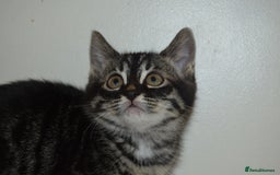Bengal cats for sale: BEAUTIFUL HALF BENGAL KITTENS - Image 13