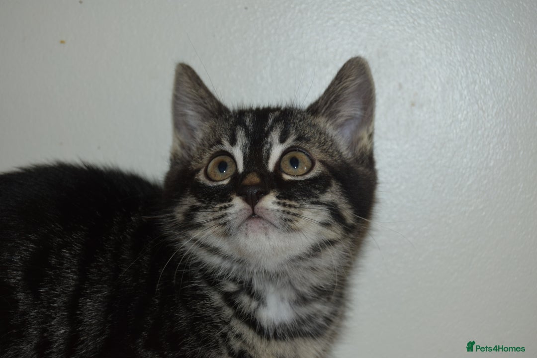 Bengal cats for sale: BEAUTIFUL HALF BENGAL KITTENS - Image 13