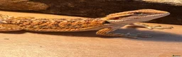 Bearded Dragon reptiles for sale: Baby bearded dragon and full set up in Ashton-under-Lyne - Advert 1
