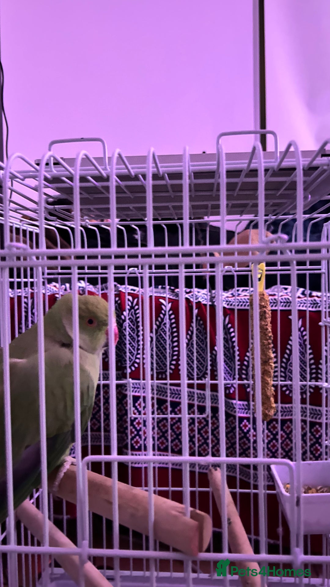 Parrots birds for sale: Indian ring neck - Advert 5