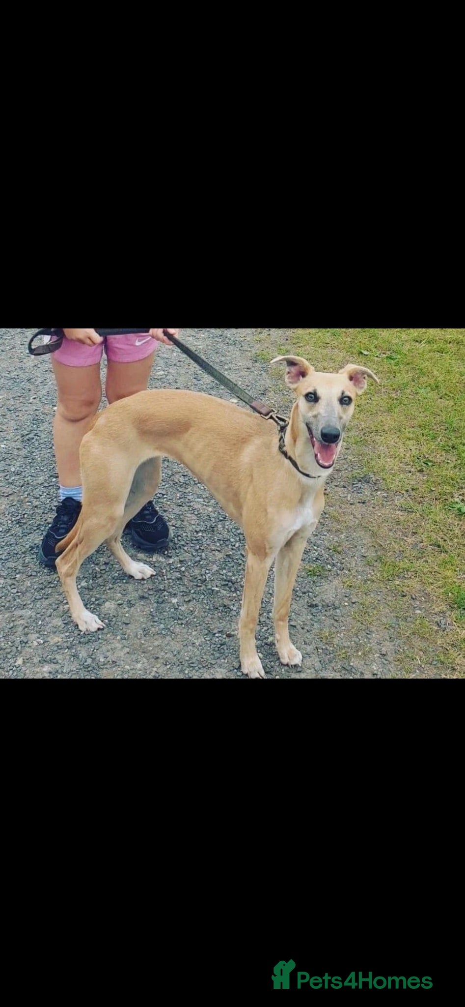 Whippet dogs STUNNING BLUE KC WHIPPETS - Advert 3