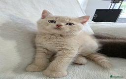 British Shorthair cats for sale: GCCF British Shorthair Kittens Champion Bloodline  - Image 19