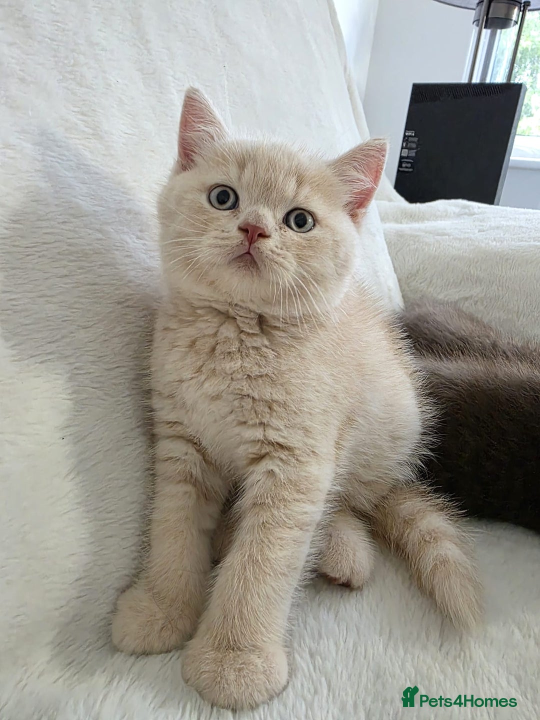 British Shorthair cats for sale: GCCF British Shorthair Kittens Champion Bloodline  - Image 19