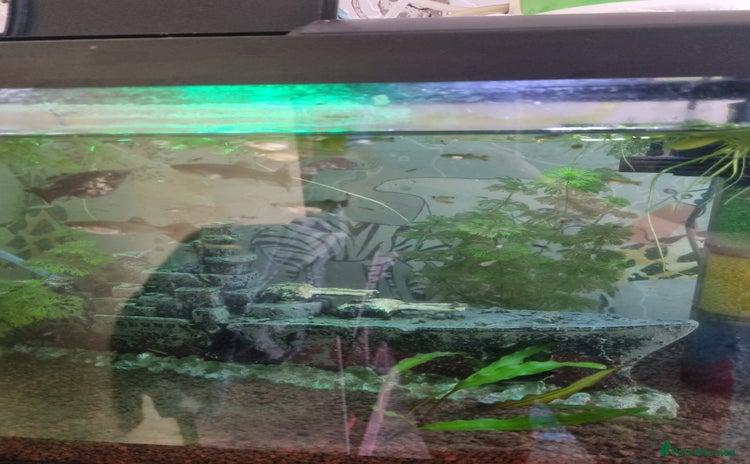 Other/Mixed Breed fish - Advert 1
