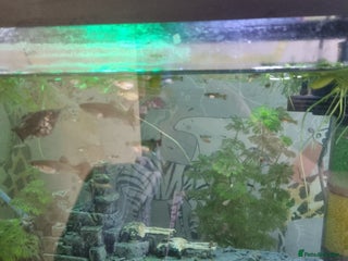 Other/Mixed Breed fish - Advert 9