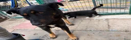 Mixed Breed dogs for adoption: Scribble - Norwich Norfolk  - Advert 1