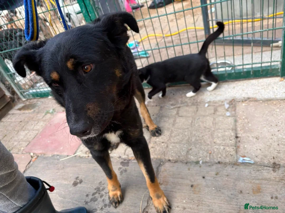 Mixed Breed dogs for adoption: Scribble - Norwich Norfolk  - Advert 1
