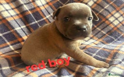 Staffordshire Bull Terrier dogs for sale: Red little one ❤️ - Image 10