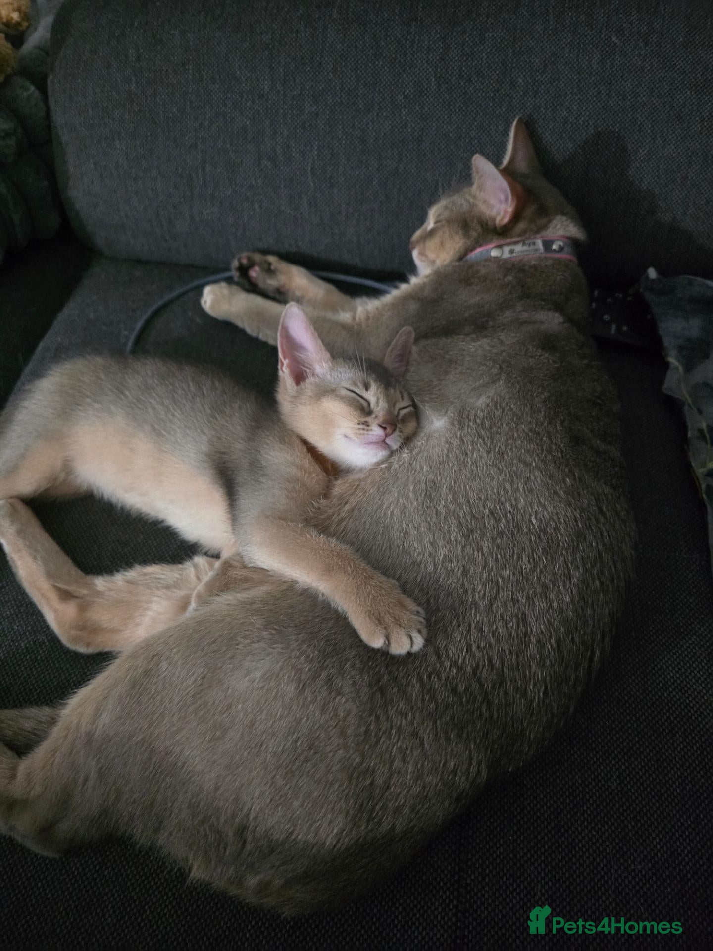 Abyssinian cats Adorable  Abyssinian  male for sale - Advert 2