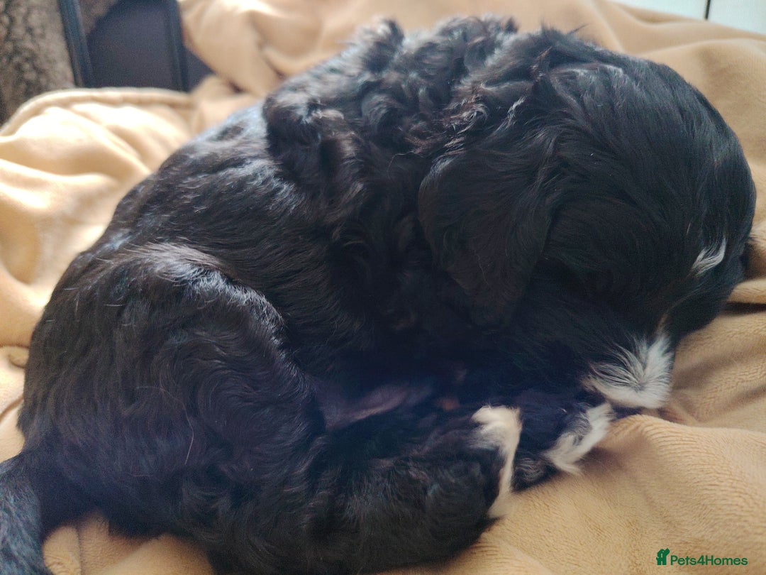 Cockapoo dogs for sale: F3 cockapoo  - Image 36