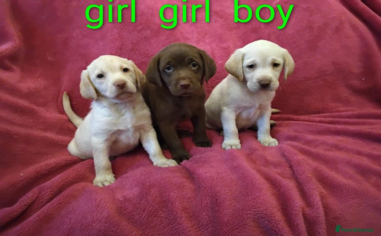 Labrador Retriever dogs Labrador puppies  - Advert 14