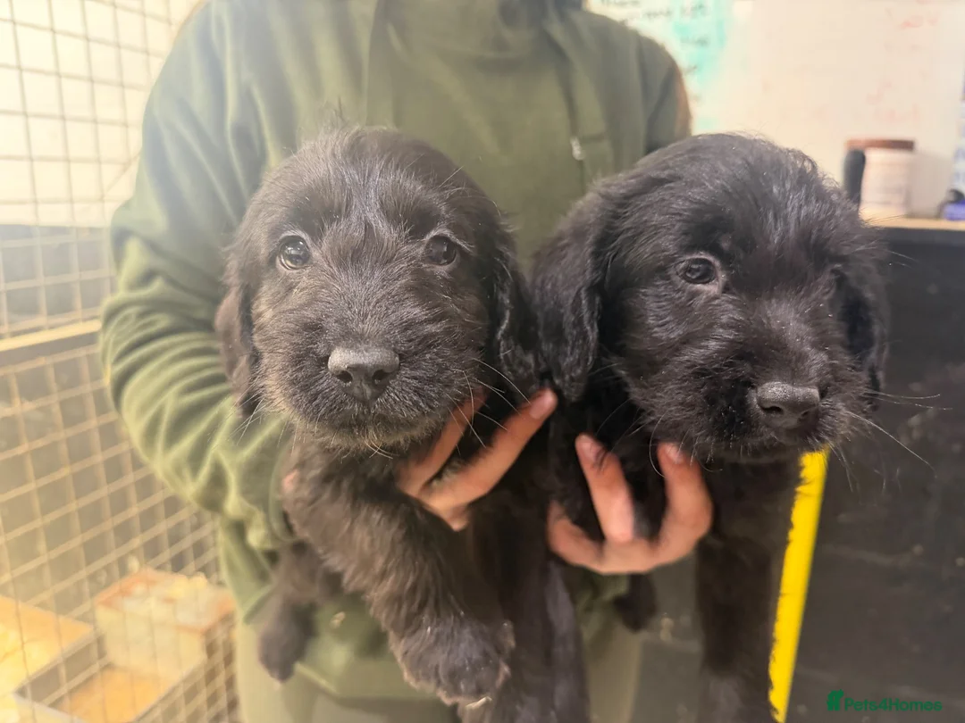 Labradoodle dogs for sale: Labradoodles - Advert 2