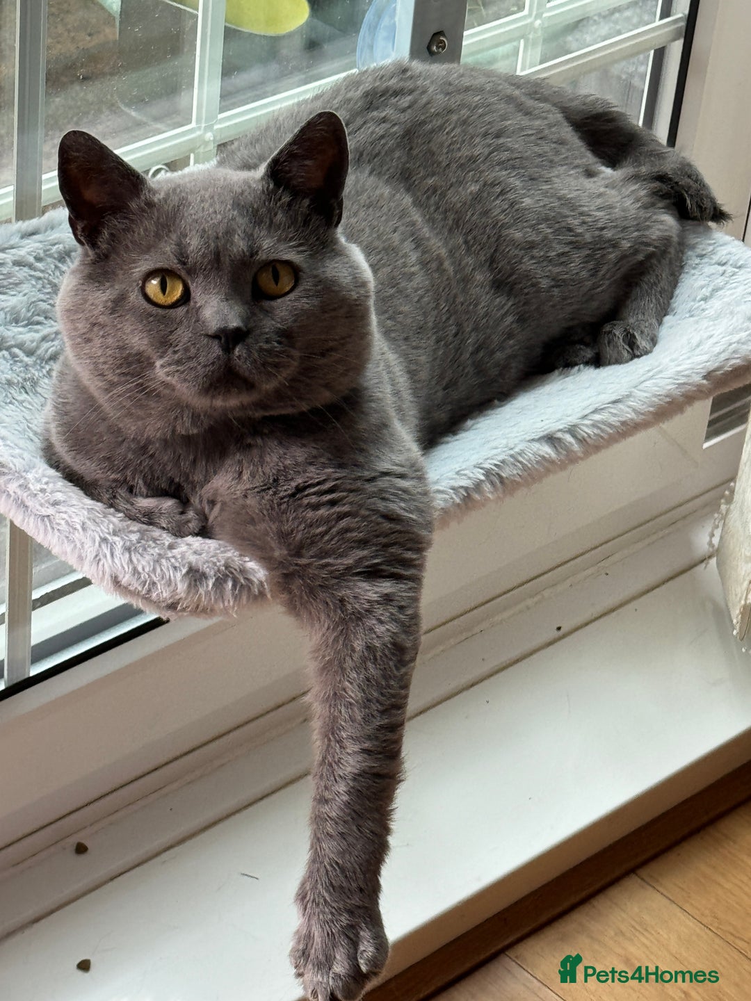 British Shorthair cats for stud: GCCF Active Registered Blue British Shorthair in Bristol - Advert 11