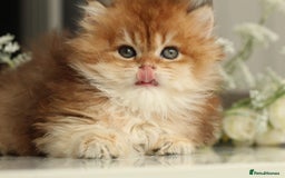British Longhair cats for sale: Last Golden Chinchilla ny12 LH kitty - Image 14