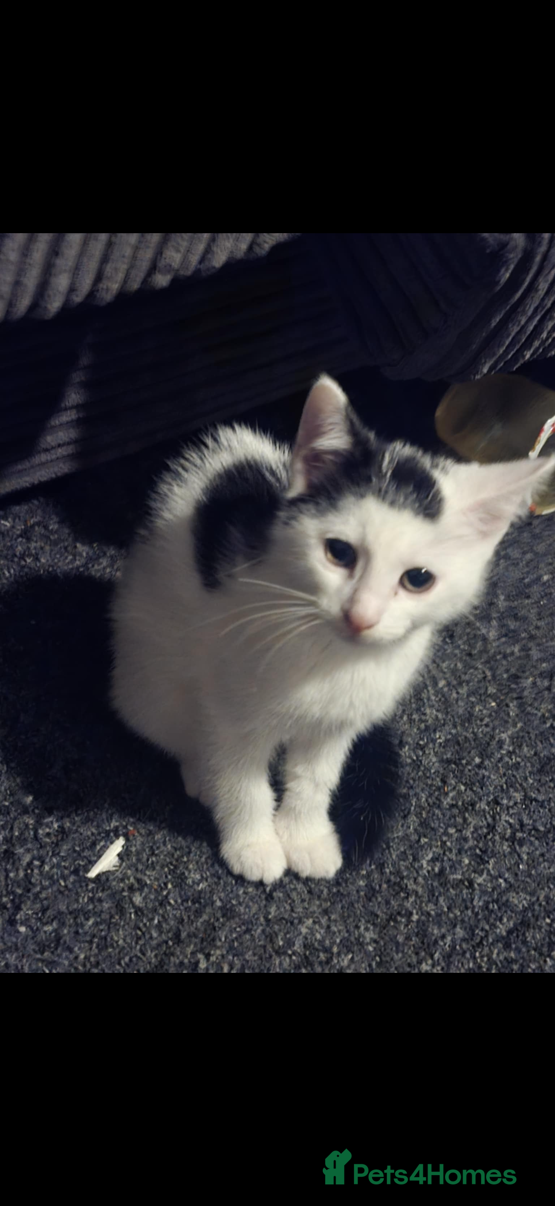 Mixed Breed cats for sale: 2 Stunning babies - Advert 5